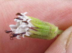 Senecio subrubriflorus