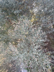 Magnoliopsida