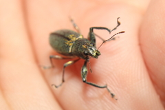 Naupactus