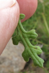 Senecio subrubriflorus