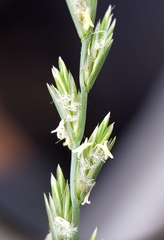 Lolium perenne