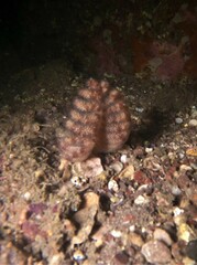 Ptilosarcus undulatus