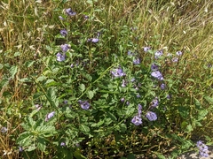 Solanum umbelliferum