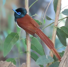 Terpsiphone viridis granti