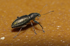 Naupactus