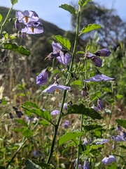 Solanum umbelliferum
