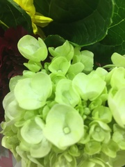 Hydrangea paniculata