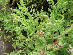 Senecio subrubriflorus