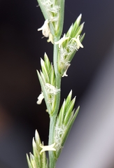 Lolium perenne