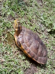 Testudines