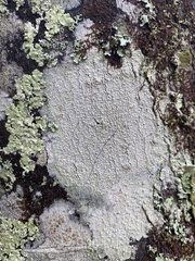 Lecanora floridula