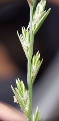 Lolium perenne