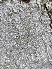 Lecanora floridula