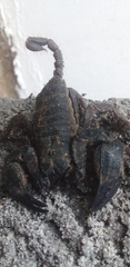 Opisthacanthus