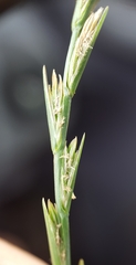 Lolium perenne