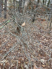 Crataegus berberifolia