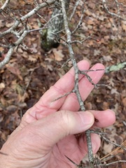 Crataegus berberifolia