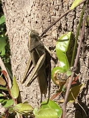 Schistocerca flavofasciata