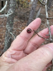 Crataegus berberifolia
