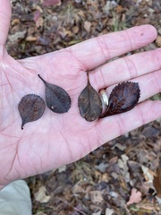 Crataegus berberifolia