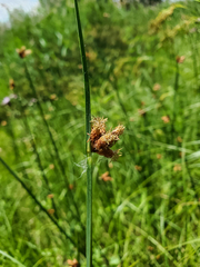 Schoenoplectus pungens