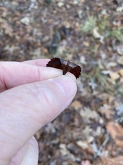 Crataegus berberifolia