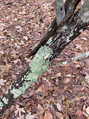 Crataegus berberifolia