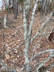 Crataegus berberifolia