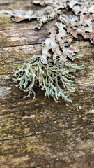 Evernia mesomorpha
