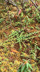 Gaultheria hispidula