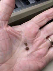 Crataegus berberifolia