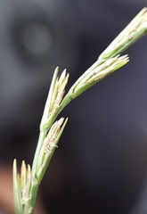 Lolium perenne