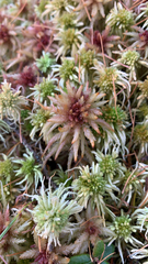 Sphagnum magellanicum