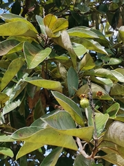 Byrsonima crassifolia