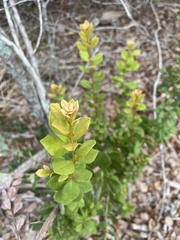 Lyonia fruticosa