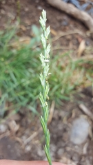 Lolium perenne