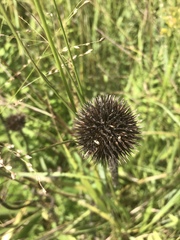 Echinacea pallida