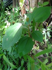 Miconia crenata
