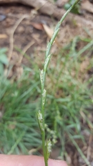 Lolium perenne