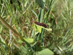 Battus philenor hirsuta
