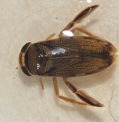 Centrocorisa nigripennis