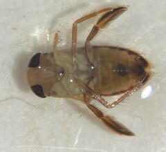 Centrocorisa nigripennis