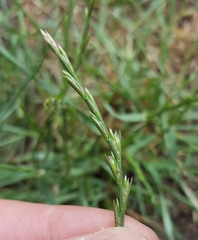 Lolium perenne