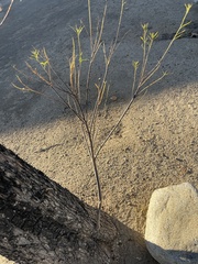 Magnoliopsida