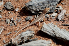 Trachylepis acutilabris