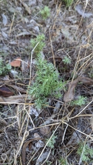 Artemisia californica