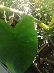 Xanthosoma robustum