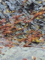 Fucus spiralis