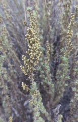 Artemisia californica