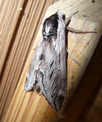 Sphinx poecila